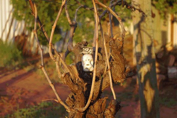 In the vines at Robinvale