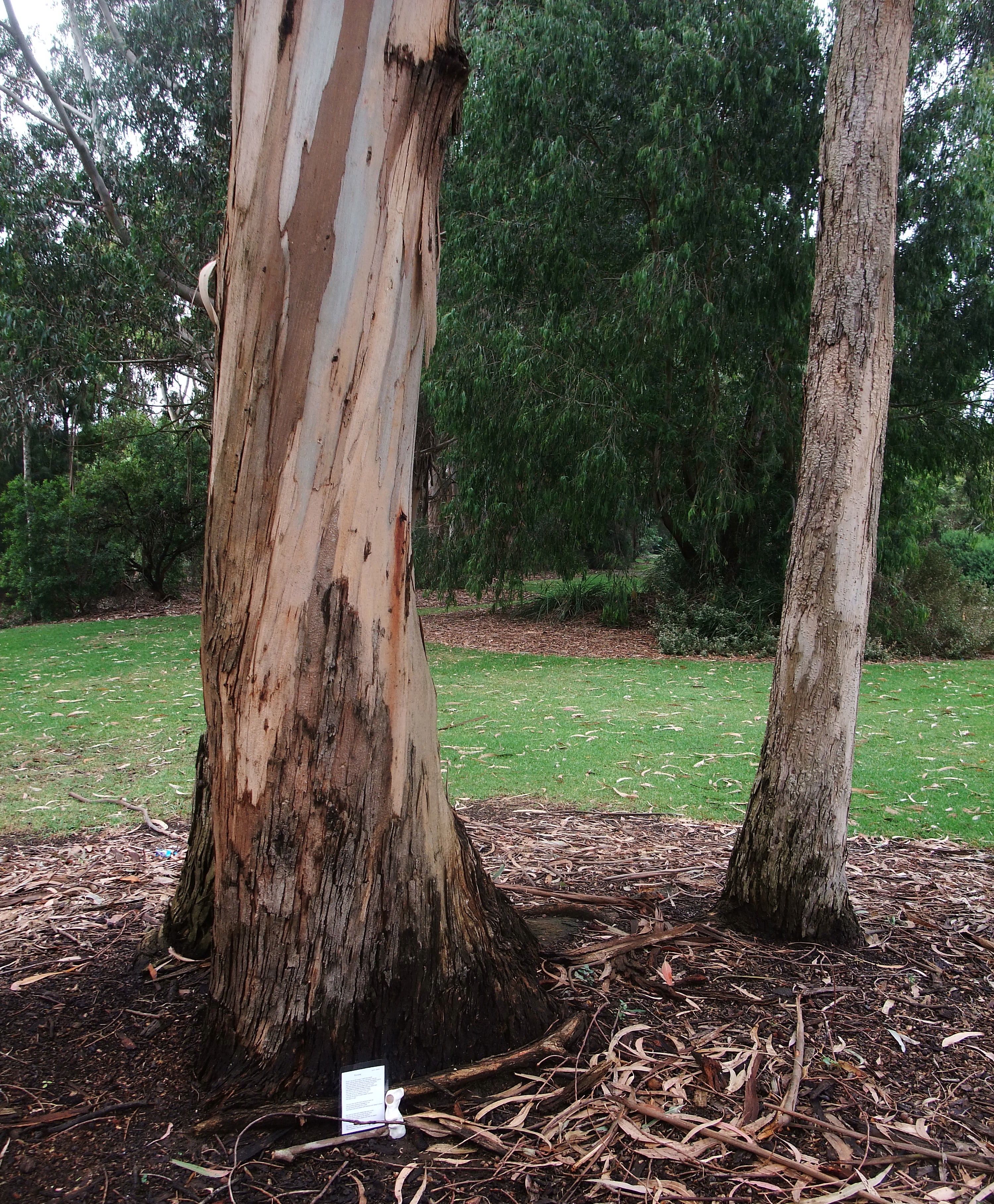 Money twin in Leongatha looking for work as a psychologist amongst the gum trees.