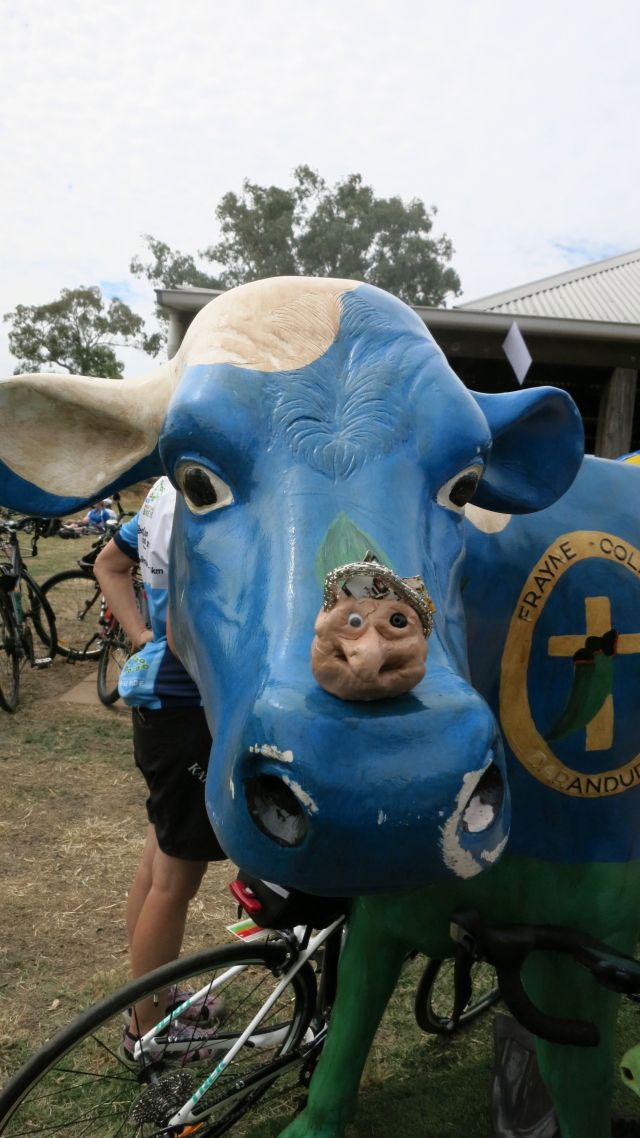 Mr T Spade has settled in Moyhu after two days on the Great Victorian Bike Ride. he had found his home